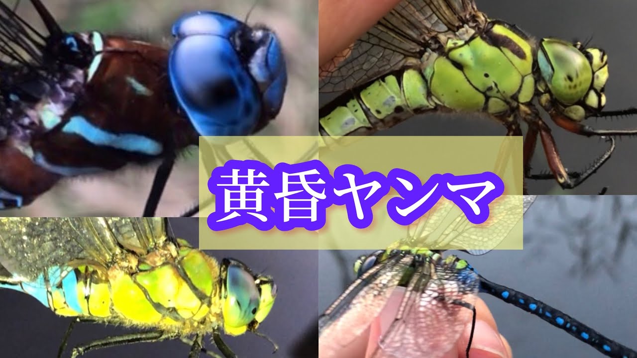 日本最速ヤンマ、マルタンヤンマを捕まえろ！ 【トンボ採集探検記10】