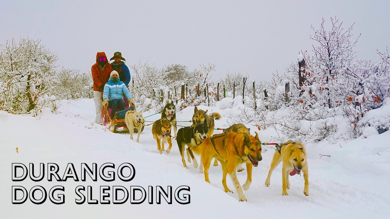 Is This The Coolest Thing To Do in Colorado? Doing Some Dog Sledding in Durango 🐕❄