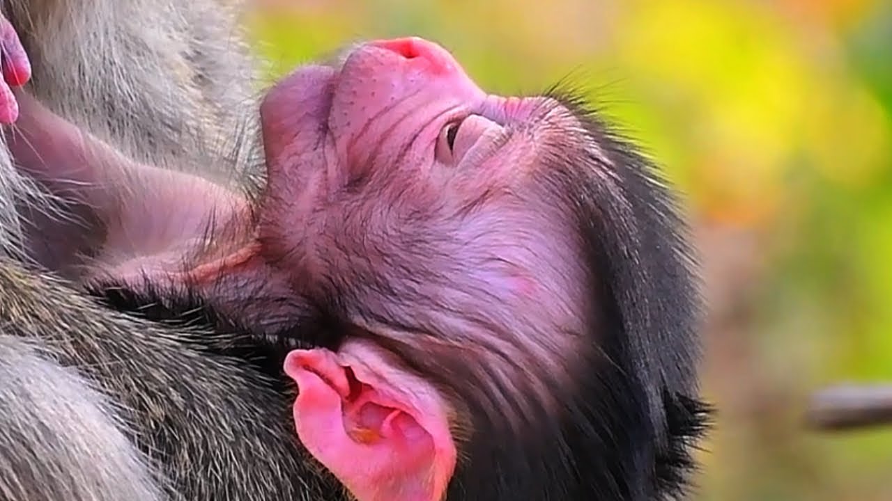 The Sweet, Gentle Routine of a Baby Monkey Under Mommy&rsquo;s Care, Adorable Wildlife