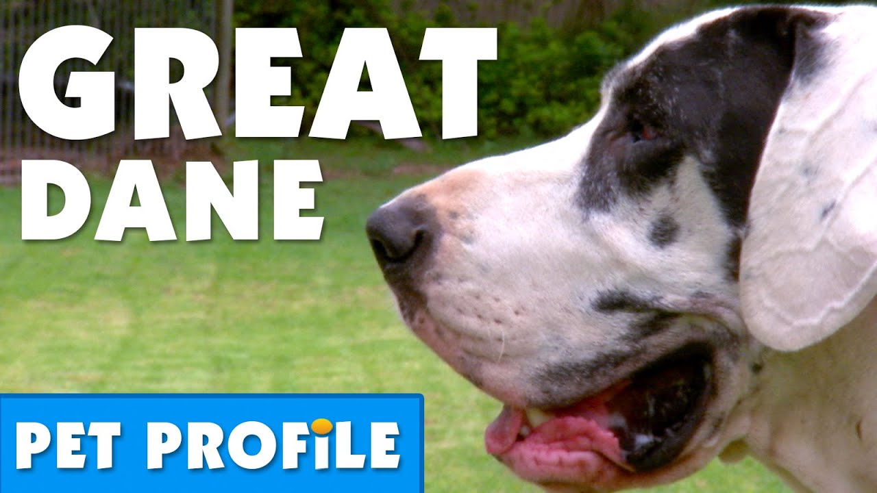 Great Dane Pet Profile | Bondi Vet