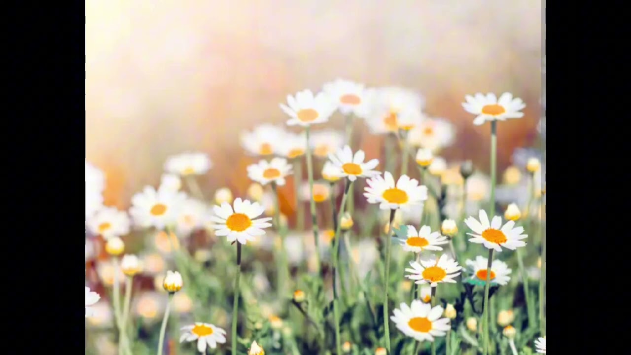2 Minutes Chill Flower Music