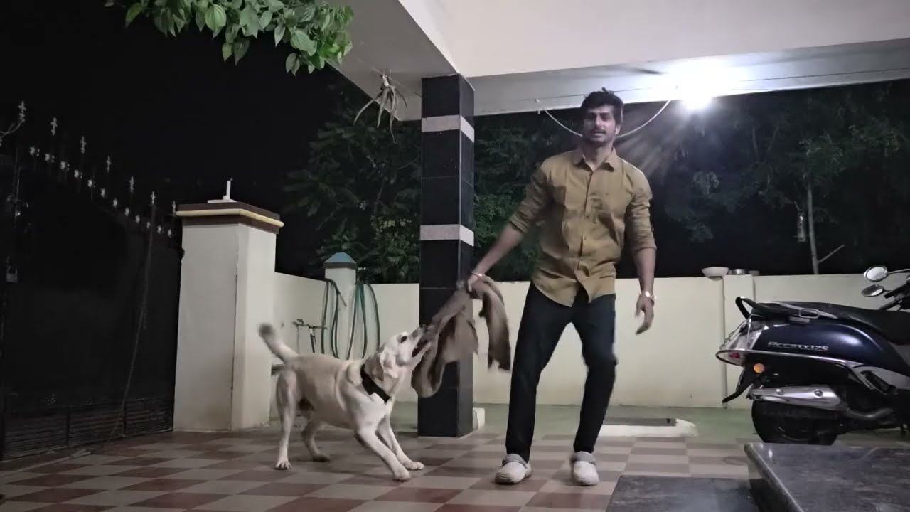 Cute labrador and his brother's play time 🐶❤️