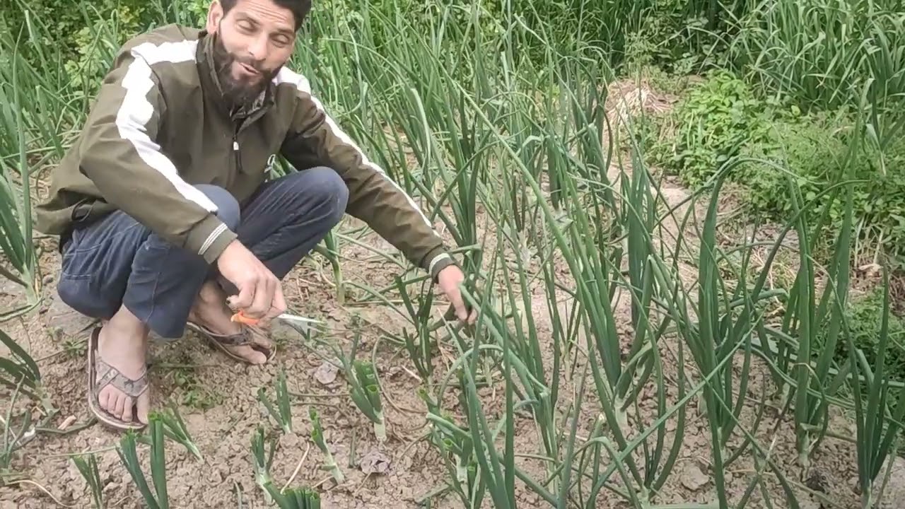 piyaaz ka size kaise bada kare/ how to increase onion production in Kashmiri #kashmir #viral #onion