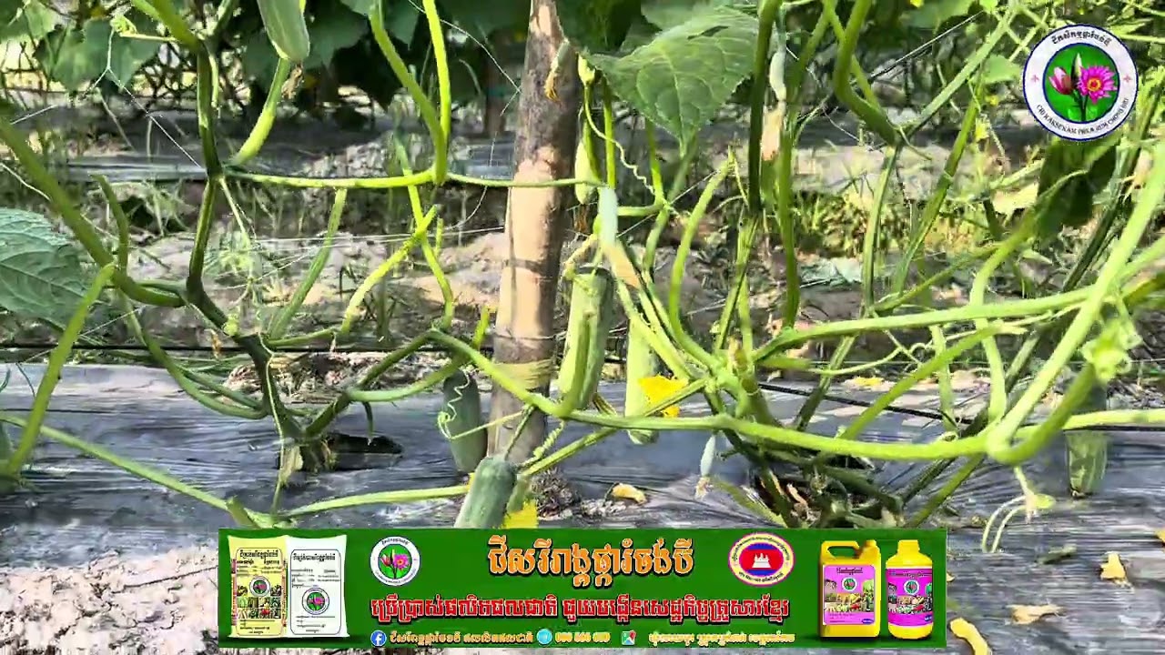 ការដាំដុះជីសរីរាង្គផ្ការំចង់បីលើដំណាំត្រសក់!