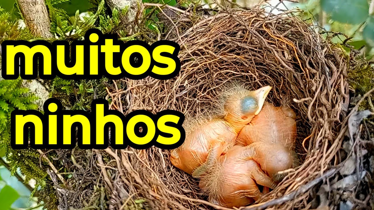 Ainda tem muito ninho de pássaros 