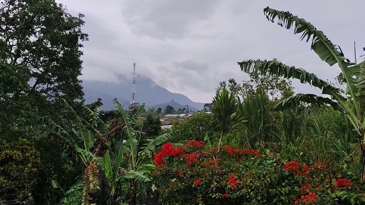 Morning vibes with bird noises 
