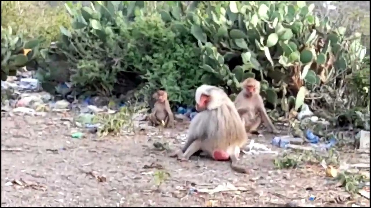 The East African Wildlife Baboons
