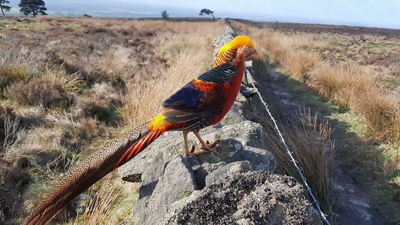 Rare Golden Pheasant in the wild, Lancashire, England, UK. Close up footage. 👀👉🦜