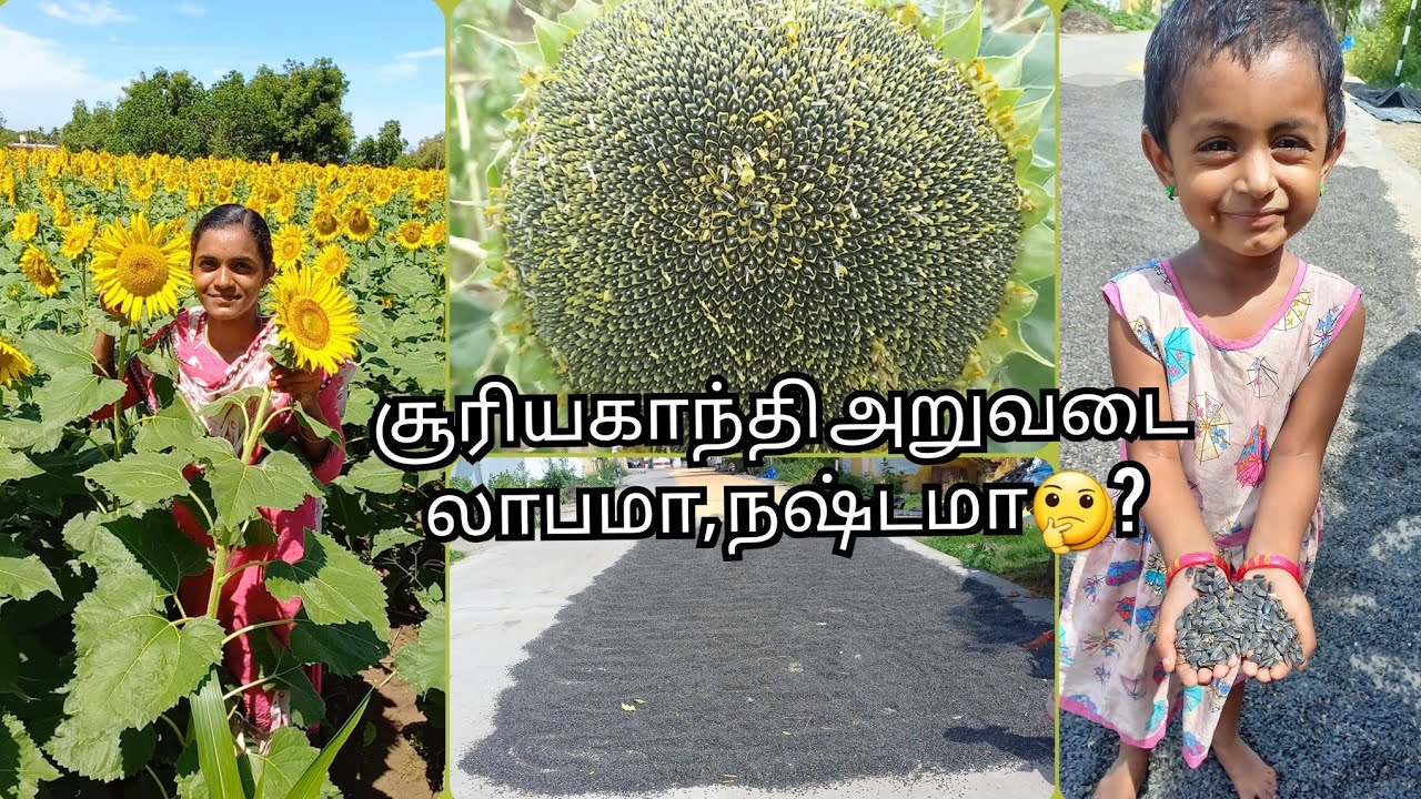 🌻3மாதத்தில்எவ்வளவு லாபம்??|sunflower harvesting|sunflower seeds rate|#vivasayam|#agriculture