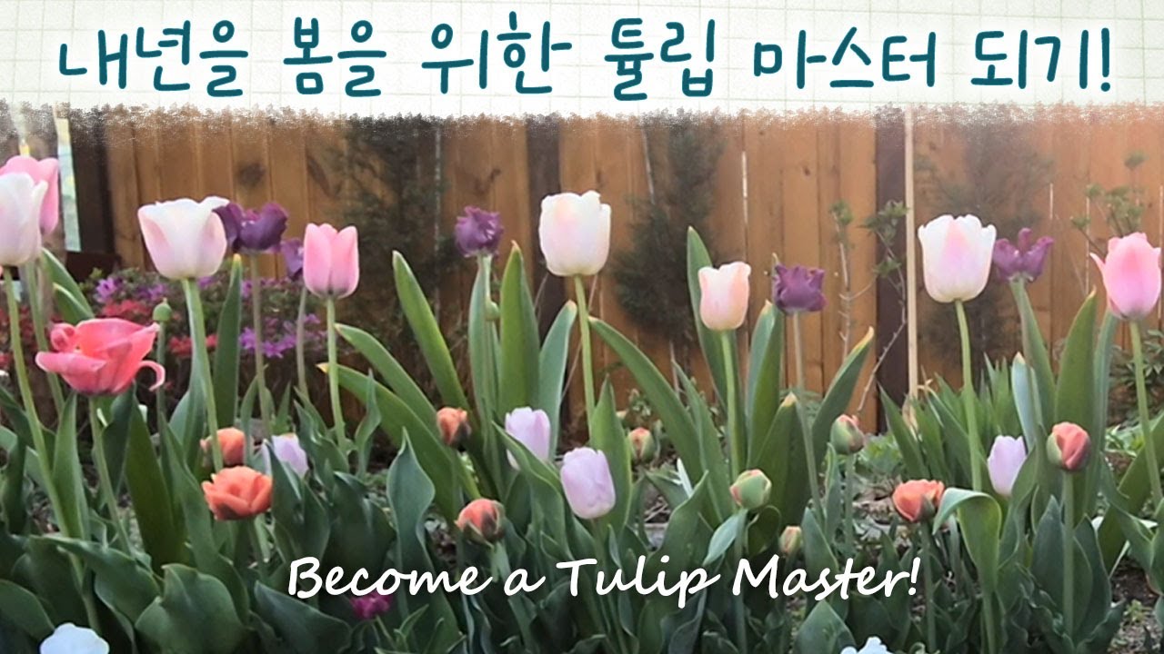 이제 추식구근 준비할 시기 / 튤립 색상 조합 방법+시기별 구근 고르는 꿀팁 / 정원 잡초와 꽃 정리하며 힐링하는 시간 /