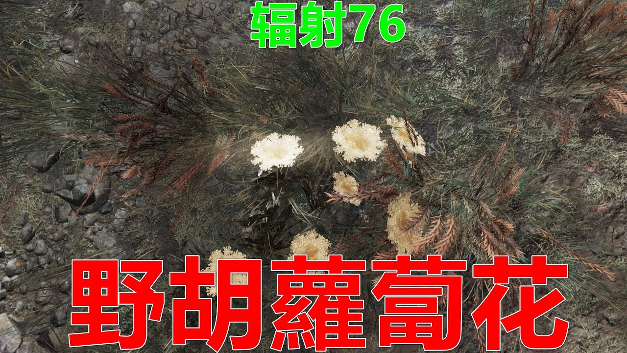 辐射76 野胡蘿蔔花 Fallout76異塵餘生 野胡萝卜花