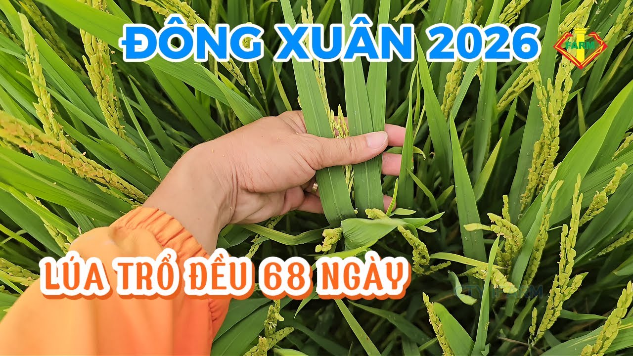 LÚA ĐÔNG XUÂN NĂM NAY TRÚNG LẮM - BÔNG ĐÙM, LÁ DÀY RẤT ĐẸP