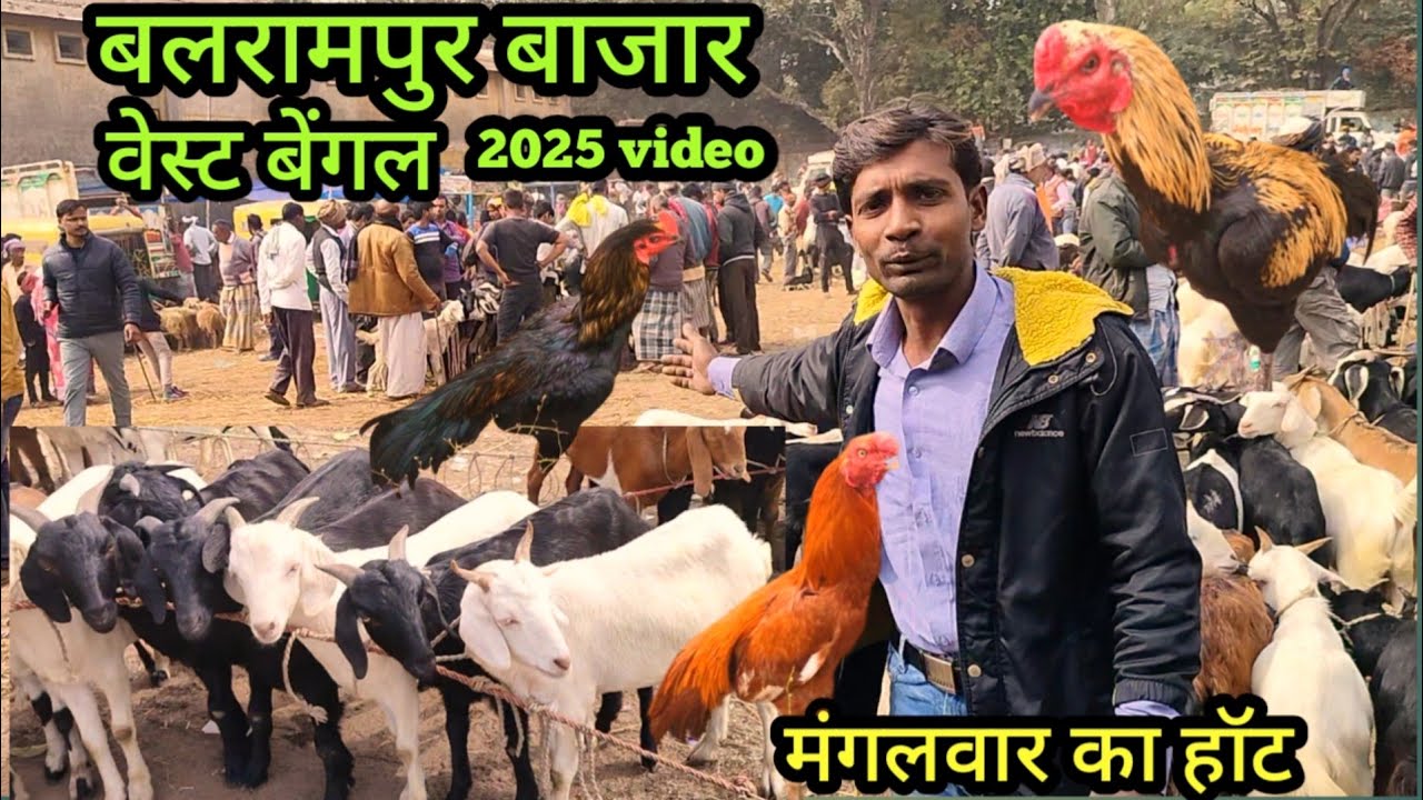 बलरामपुर हॉट वेस्ट बेंगल💥 Balrampur Bazar West Bengal Latest video💥2025पहाड़भगा पिकनिकस्पॉट जमशेदपुर