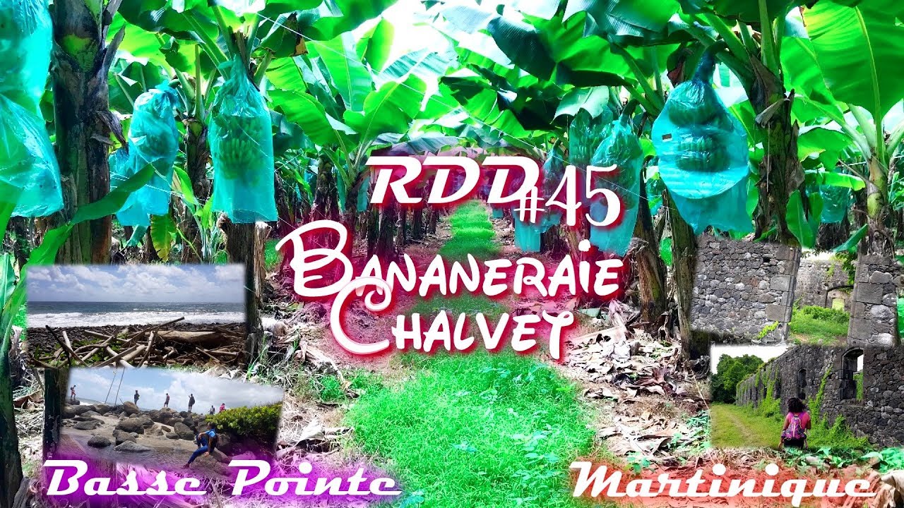 Bananeraie Chalvet - Basse Pointe - Martinique