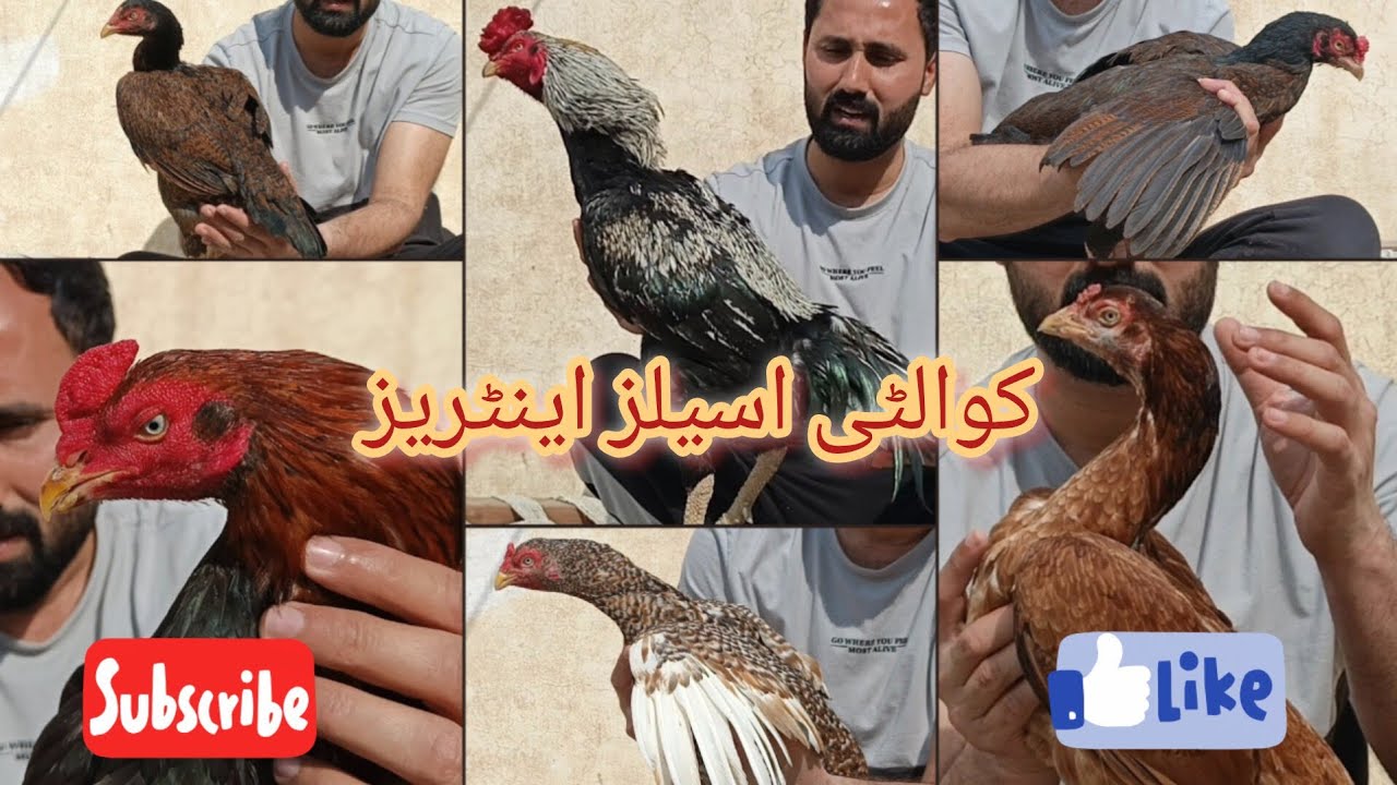 New quality Aseels murge entry in aseel gallery| beautiful+ fighter Aseels🐔❤🔥. 