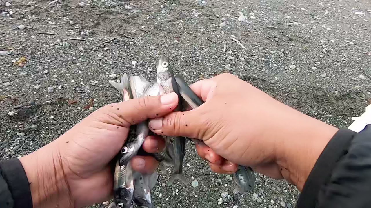Caplin Fishing in Shore Newfoundland