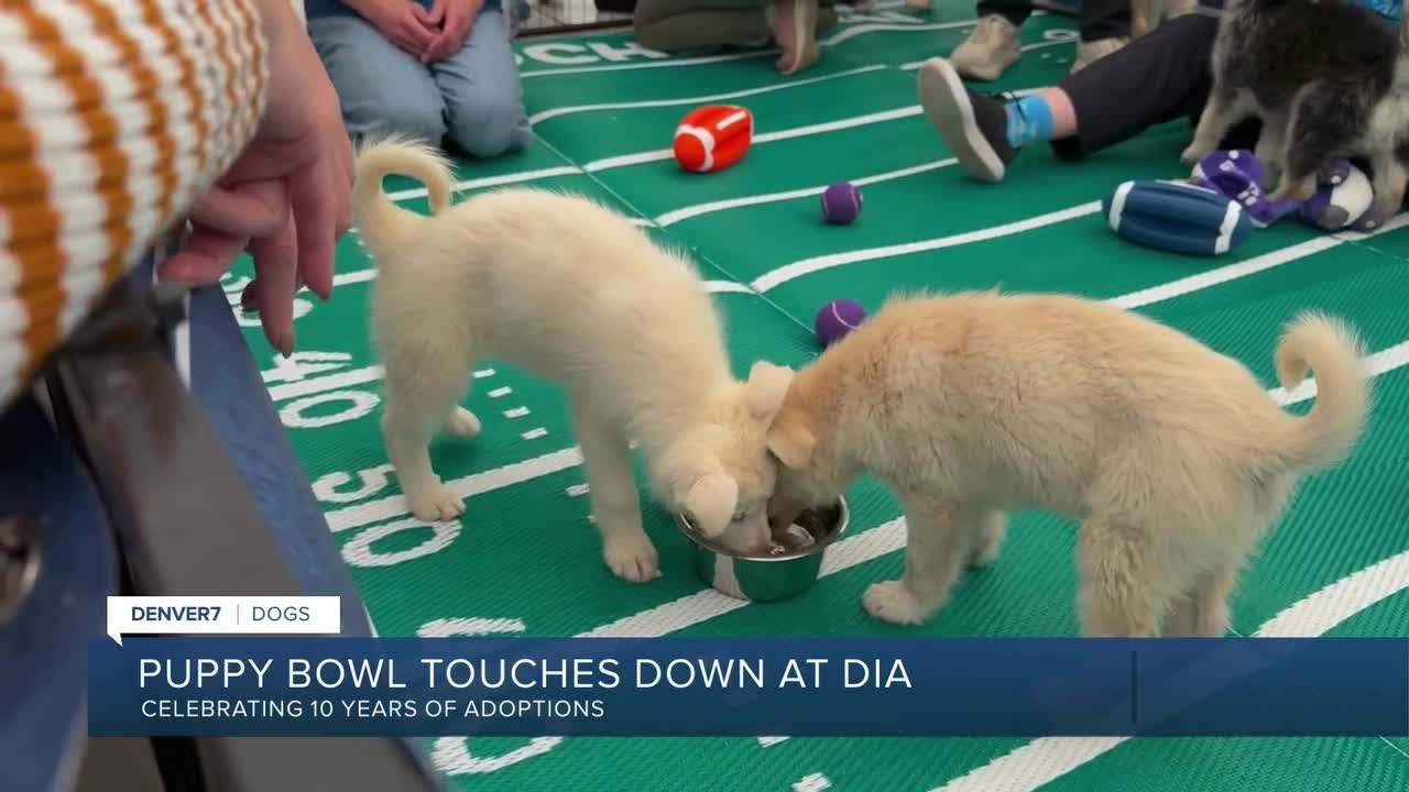 Puppies take over DIA terminal during 10th annual Puppy Bowl adoption event