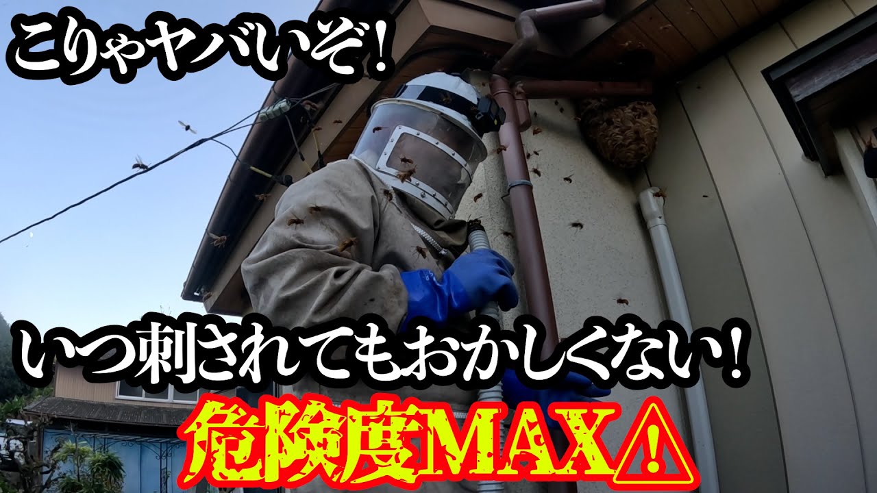 【緊急出動】ご近所さんがあぶない！こんなところに凶暴スズメバチの巣が！