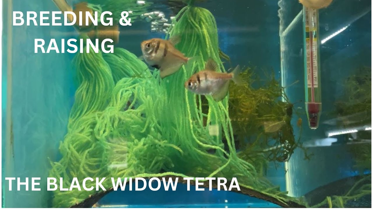 Breeding the Black Widow tetra and Raising the Fry