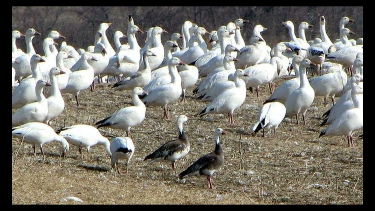 snowgoose audio