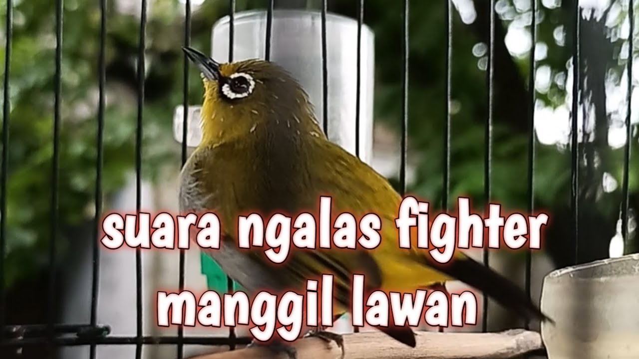 LIVE 🔴 Pleci Ngalas Manggil Lawan | Suara Gacor Pancing Emosi Lawan Hutan 🔥🐦