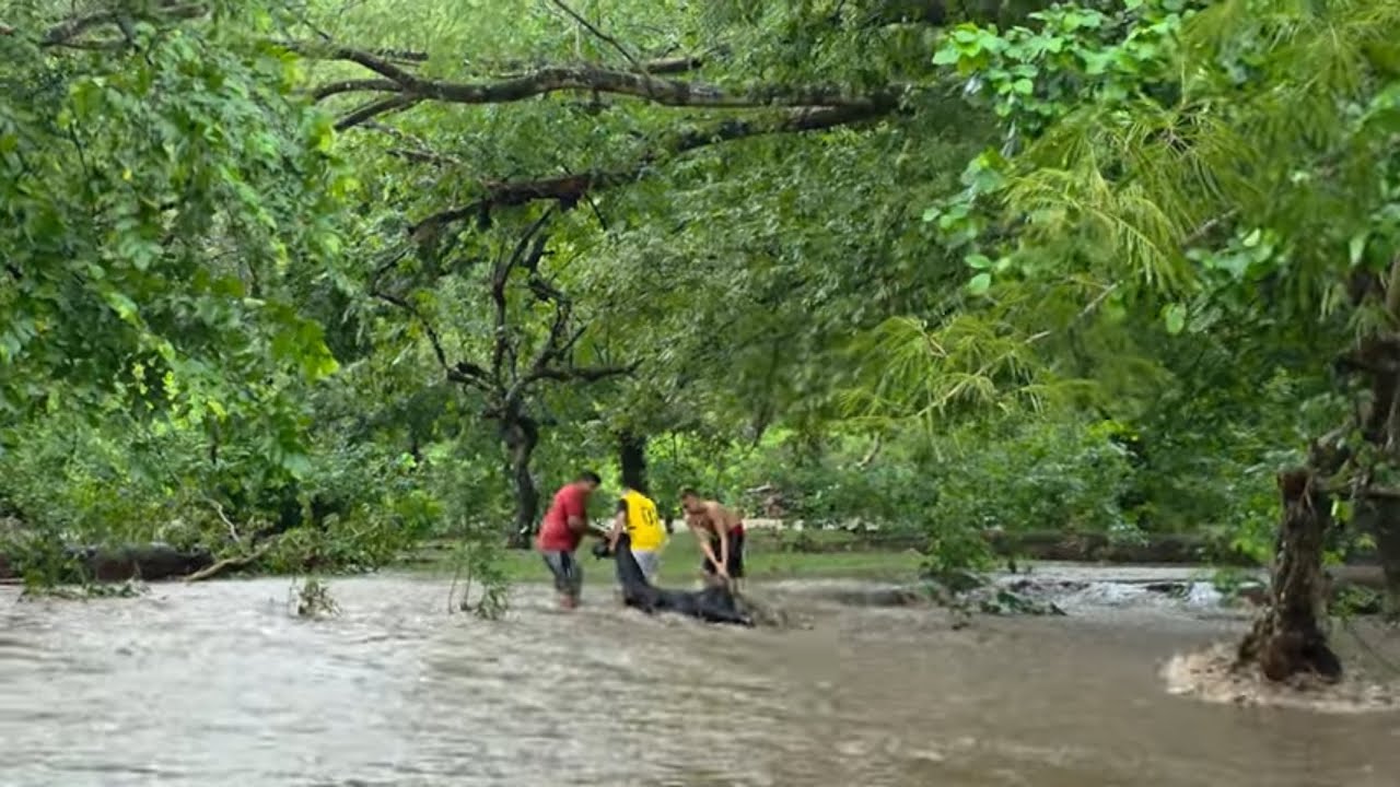 🔴Rio arrastra Ganado🐄 las fuertes lluvias ⛈️en El Salvador