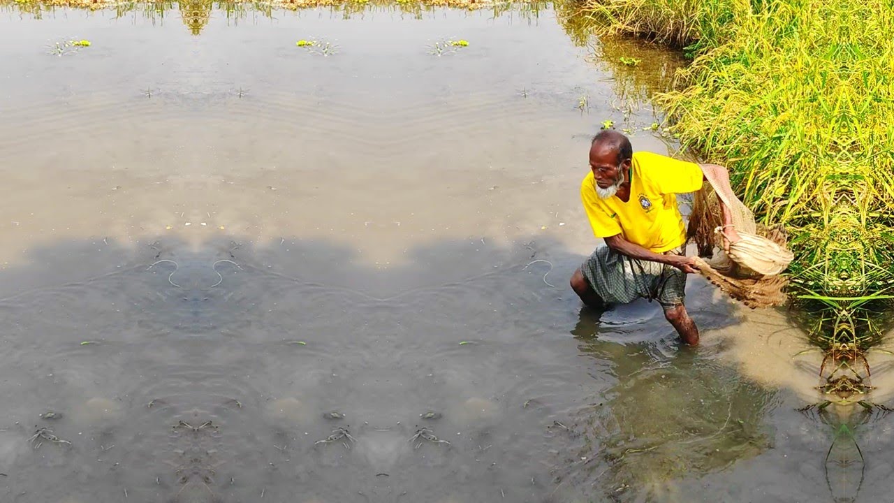 Amazing Cast Net FIshing Video - Traditional Net Fishing Video - River Net Fishing New Video