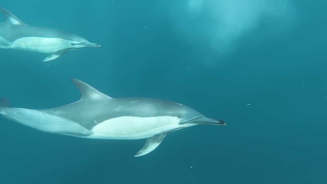 DOLPHINS: 10 Hours of relaxing, soothing ambient sound as Dolphins swim in the ocean.