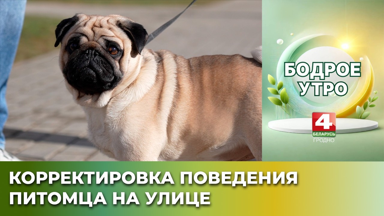 Бодрое утро. Зоопсихолог. Корректировка поведения питомца на улице. 12.03.2026