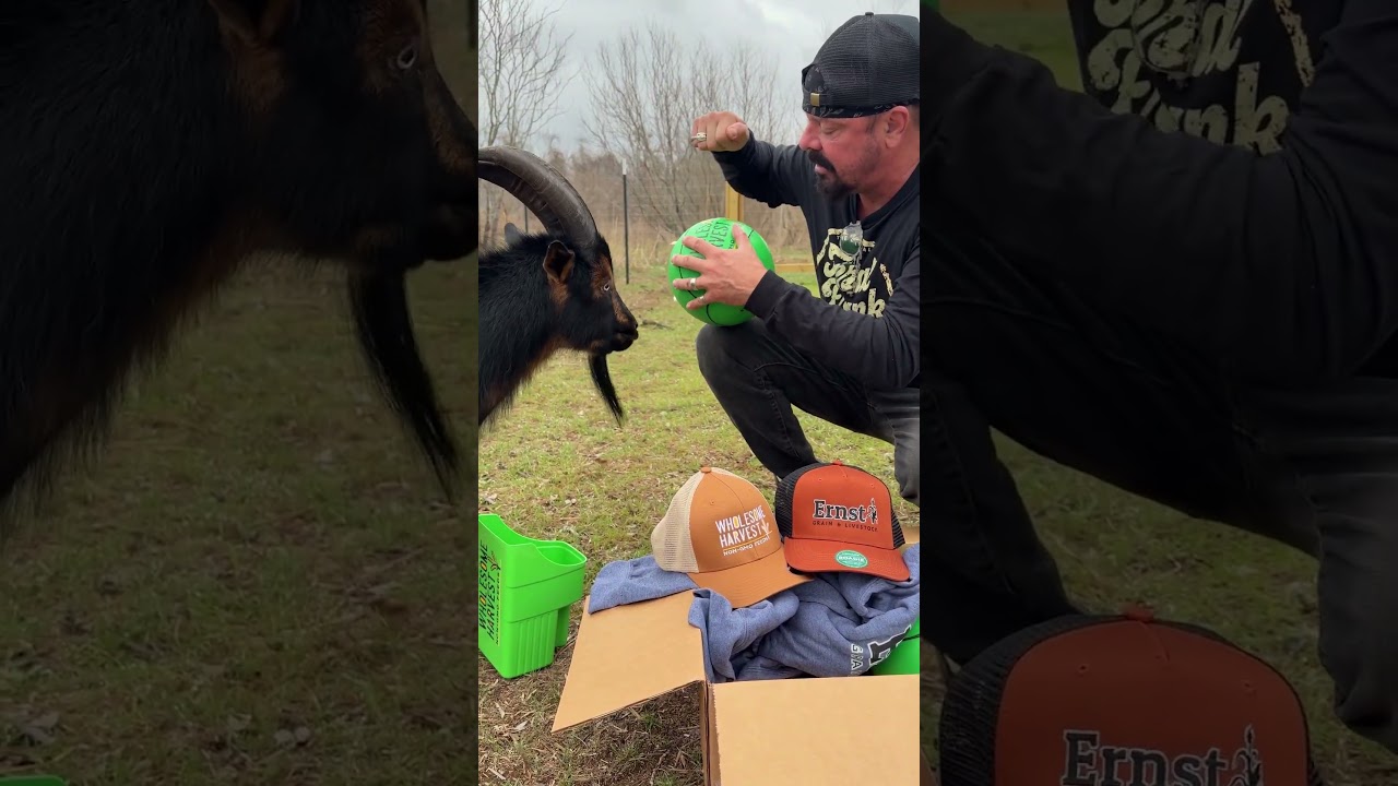 Спонсор Фрэнка, компания Wholesome Harvest, прислала кое-какие подарки! #feralfrank #goat #farmli...