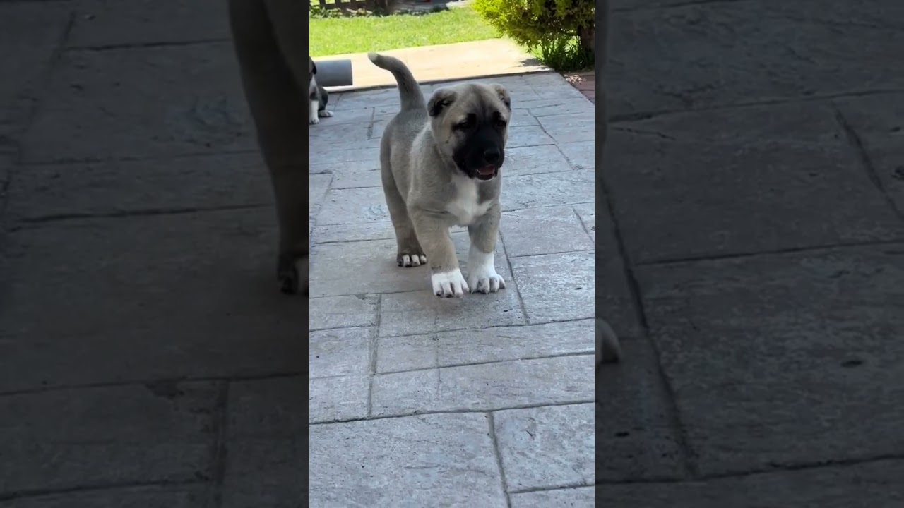 Aggressive Turkish Kangal dog transformation 😈😱 #shorts #jaishreeram 🚩 (2m+)