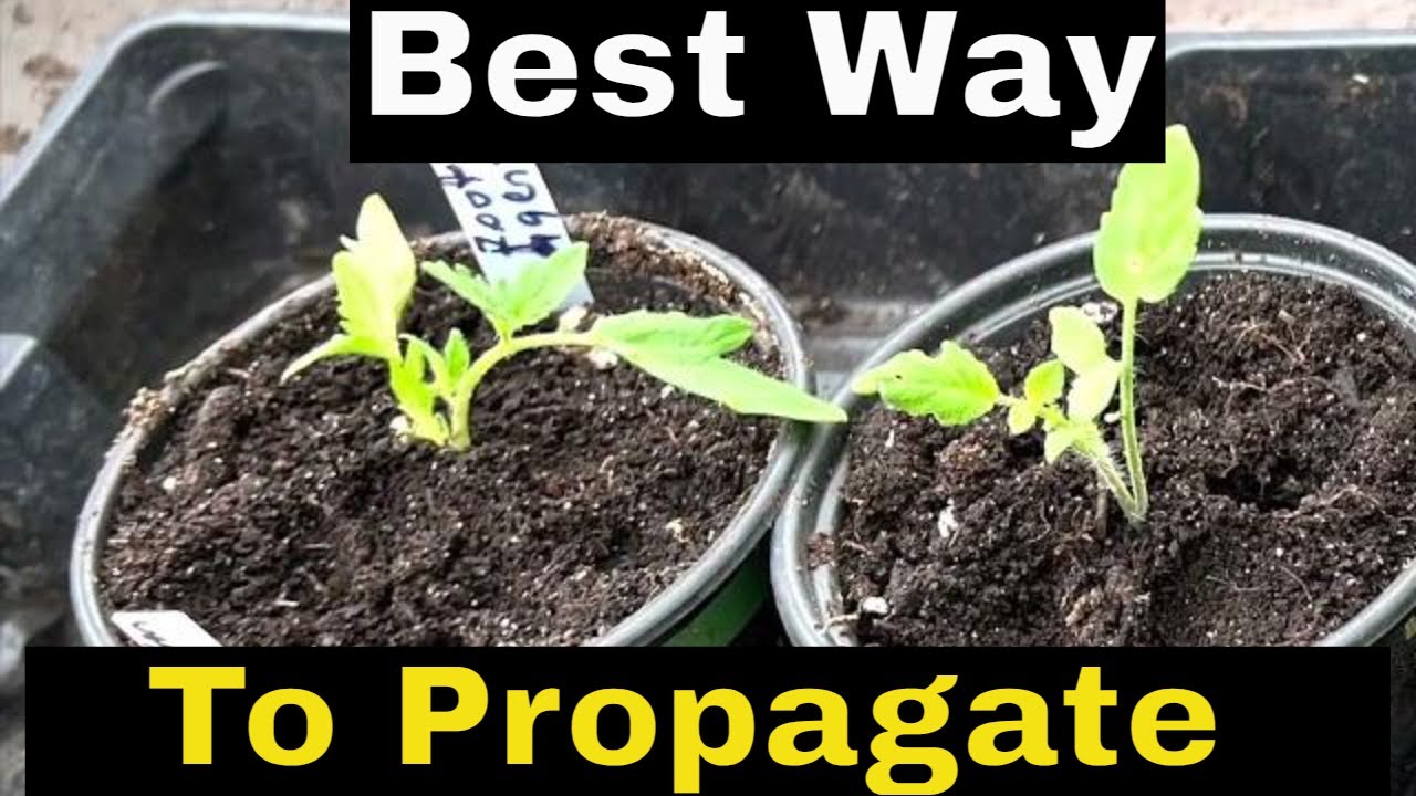 Best way to propagate in solid (how to root cuttings)