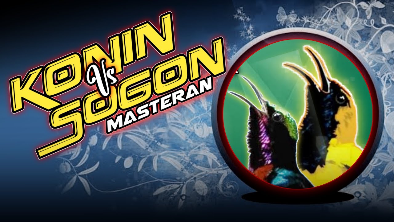 🔴 Masteran KONIN vs SOGON Full Materi Tembakan Panjang #masteransogon #masterankonin