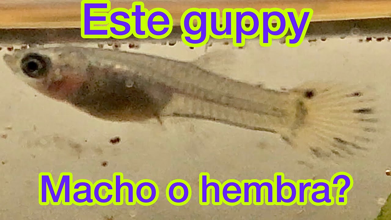 Como sexar crías de pez guppy! Cómo saber que guppy es macho o hembra