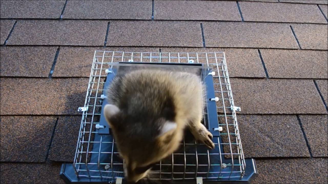 R108 -- Raccoon One Way Exit Door