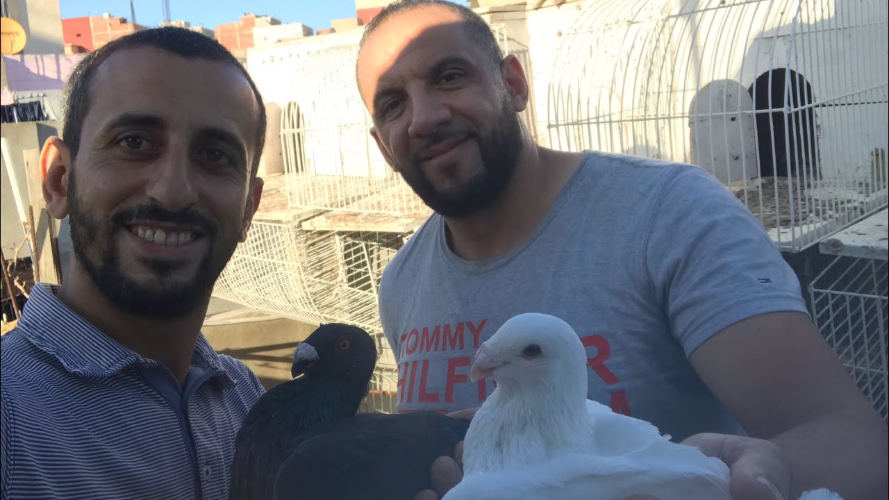 معلومات مهم عن بناء السلالة عند الحمام medio hermano مع الأخ ربيع 2022