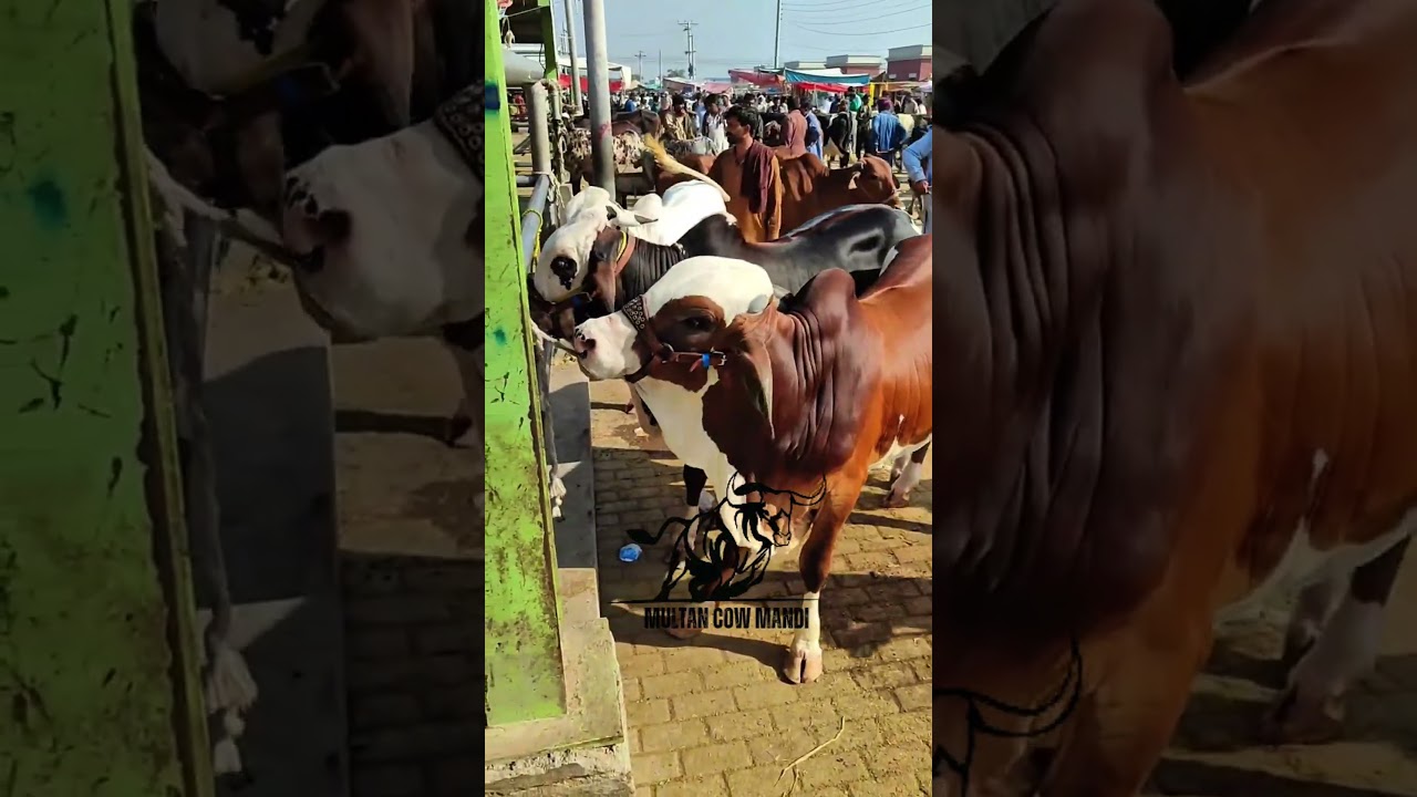Multan Cow Mandi in 