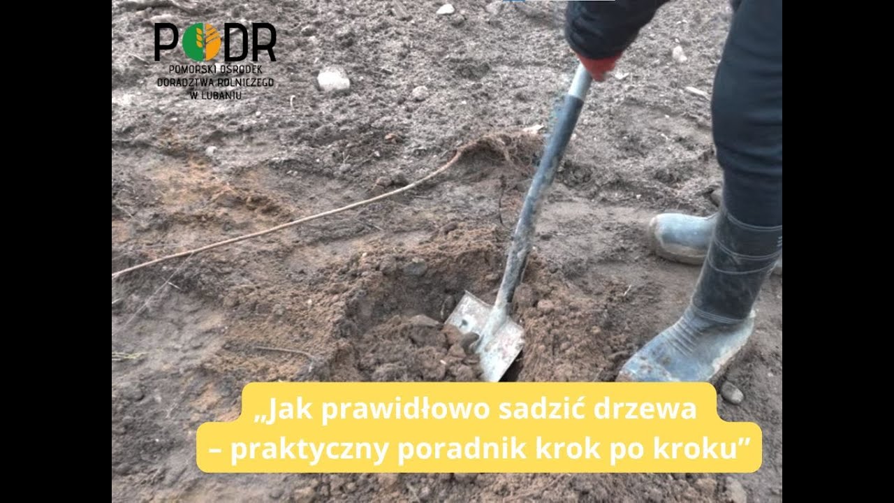 Jak prawidłowo sadzić drzewa? #PODR