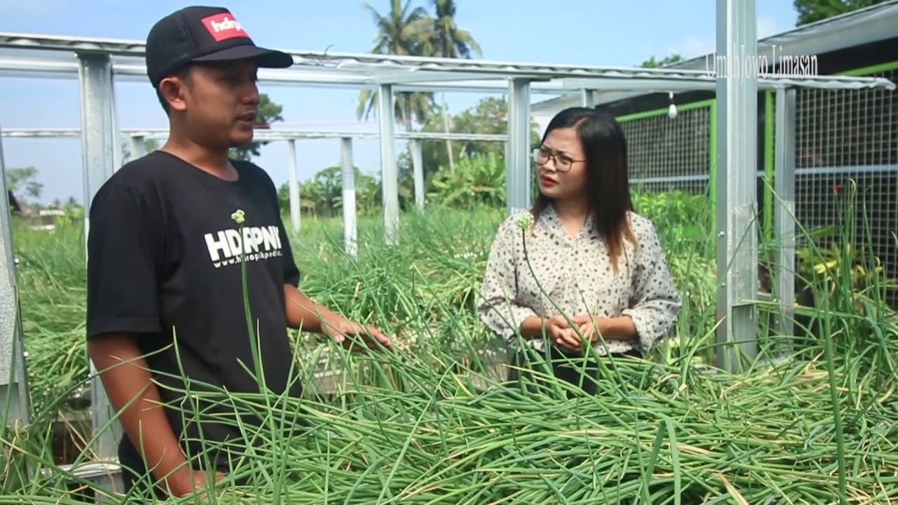 TANAM BAWANG MERAH HIDROPONIK CEPAT PANEN