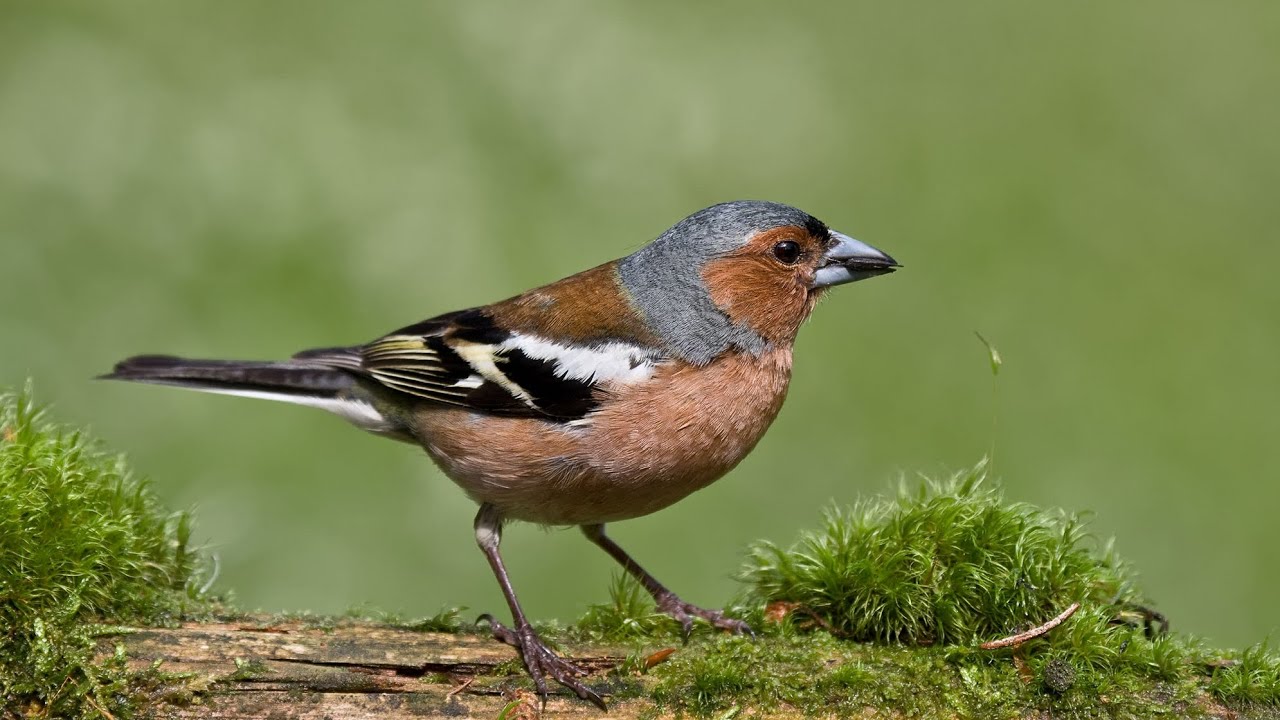 Buchfink mit sein Beruhigenden Gesang