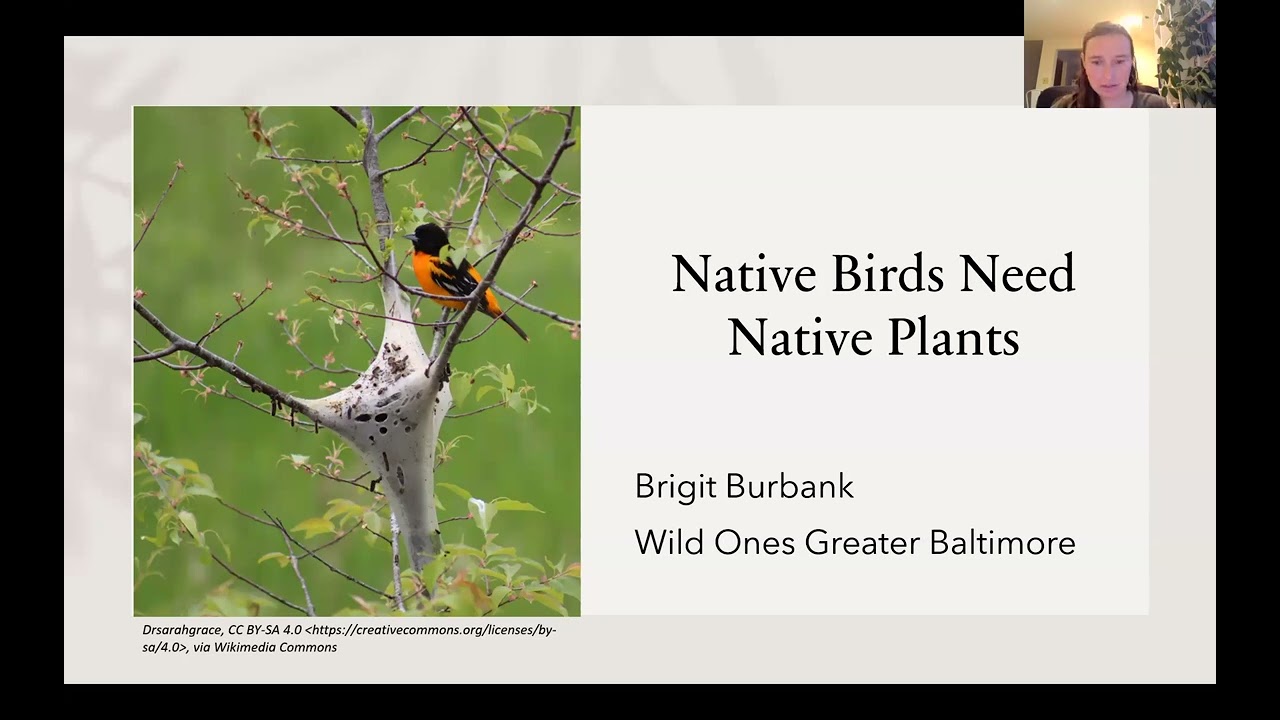 Native Birds Need Native Plants, with Brigit Burbank of Wild Ones Greater Baltimore