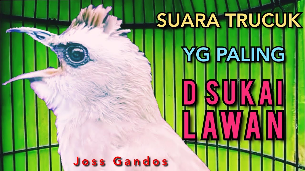 Suara Trucukan TERBAIK YG D SUKAI LAWAN  SEKALI PUTAR SEMUA TRUCUKAN NYAUT  NGROPEL Mendengar Nya ‼️