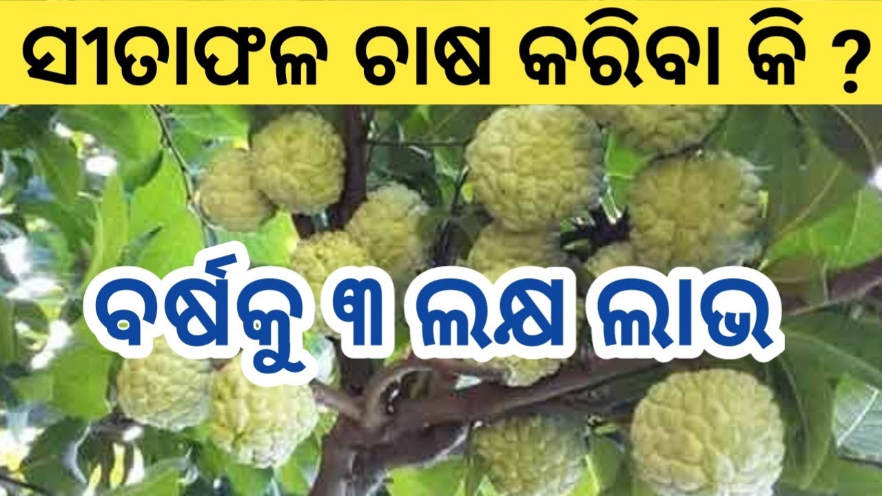 Commercial Custard Apple Farming in Odisha | Organic Guava Farming | ସୀତାଫଳ ବା ଆତ ବା ବଢିଆଳ ଚାଷ