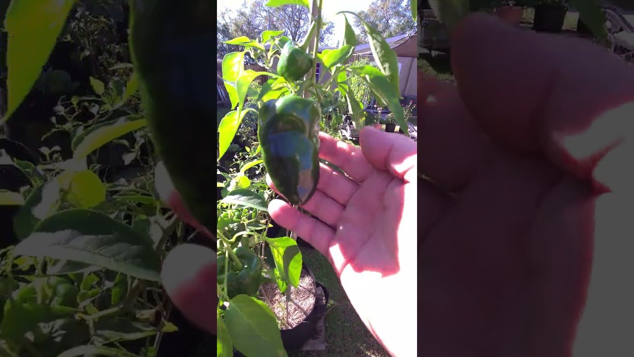 Poblano Peppers in the Backyard Garden