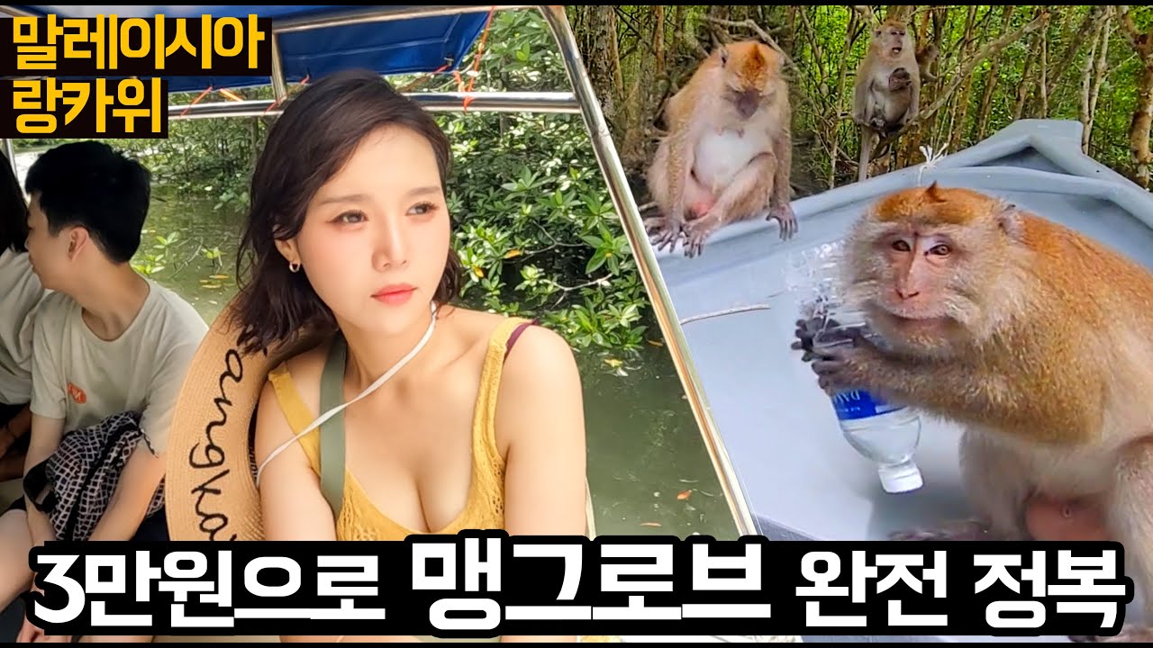 3만원에 이걸 다 한다고? 맹그로브 투어 I 말레이시아 랑카위 🇲🇾  Langkawi tour, Malaysia