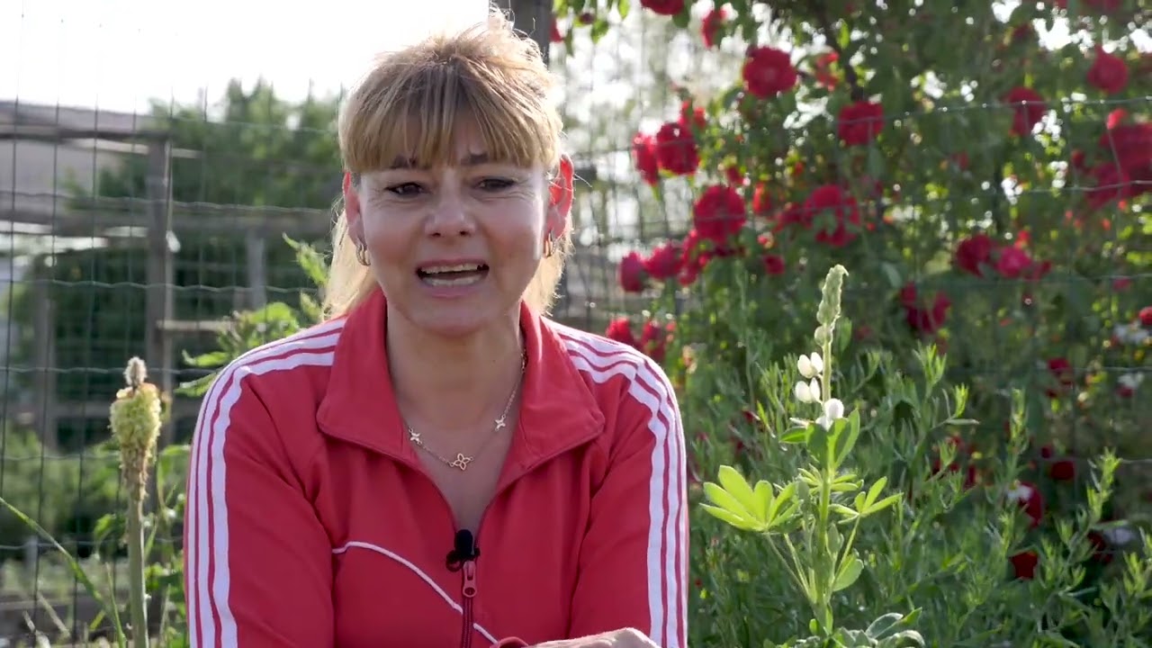 Lupinul peren: înmulțire, fertilizare, udare, sol
