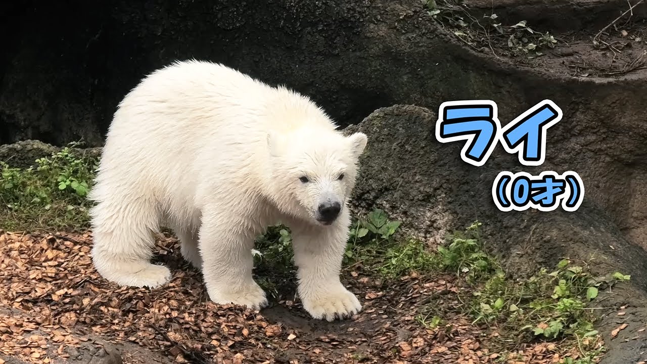 ライ イッちゃん よこはま動物園 ズーラシア｜Polar bear ホッキョクグマ シロクマ 赤ちゃん｜しろくまTV