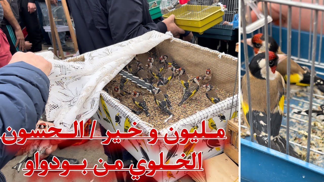 دخول دفعة جديدة من الحسون الخلوي # مليون و خير  من سوق بودواو للطيور 2023