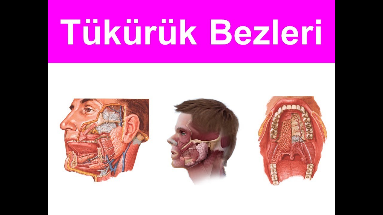 Cavitas Oris: Tükürük Bezleri YAYDAR