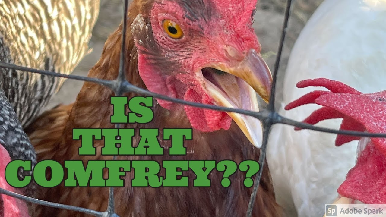 Best Plant Possible For Chickens COMFREY #shorts